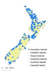 Hymenophyllum sanguinolentum distribution map based on databased records at AK, CHR, OTA and WELT. 
 Image: K. Boardman © Landcare Research 2016 CC BY 3.0 NZ